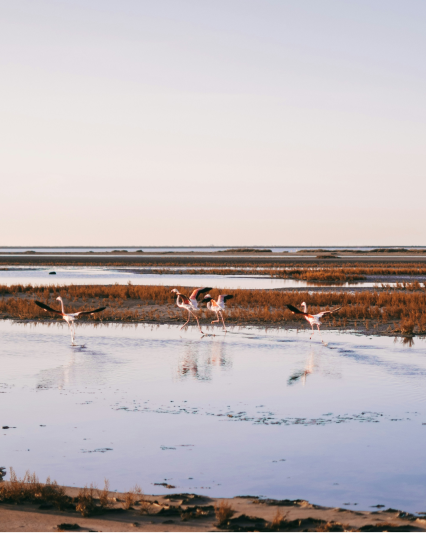 Camargue
