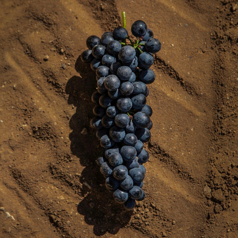 Farming Hospitality