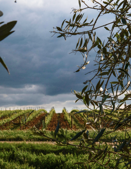 Ballade entre oliviers et vignes