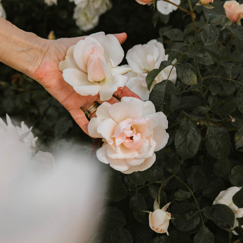 Brunch de La rose - Dimanche 10 Mai 2026